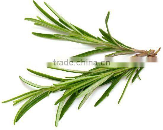 100%Pure Natural Rosemary Oil For Export Only