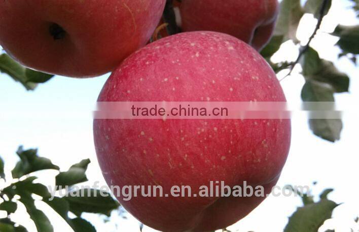 Hot sale chinese Fuji apple