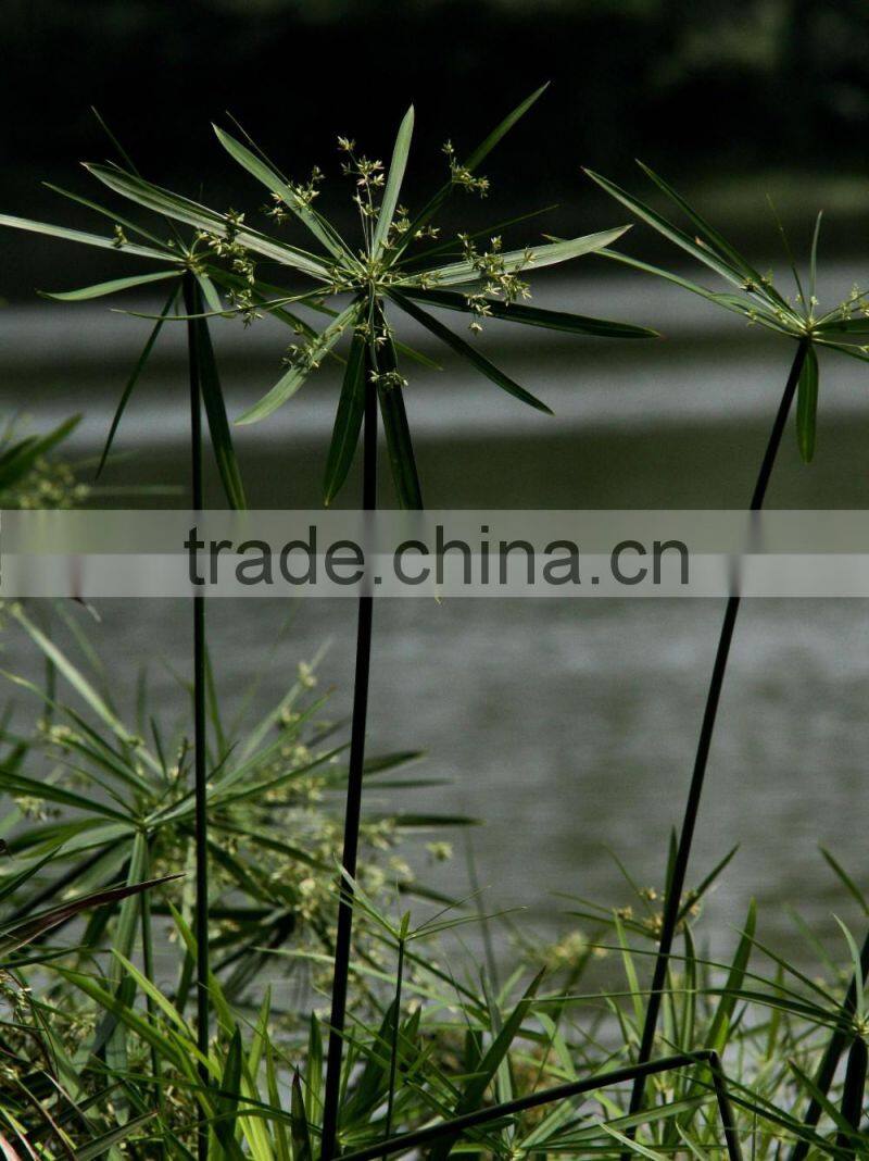 fishscale bamboo bonsai