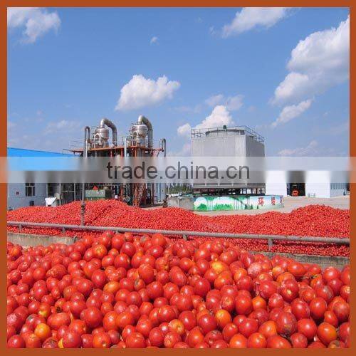 800g tomato paste