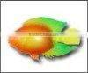 plastic fish