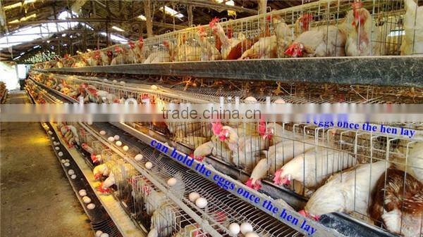 Automatic layer chicken cages, poultry farm cage for 120 chickens