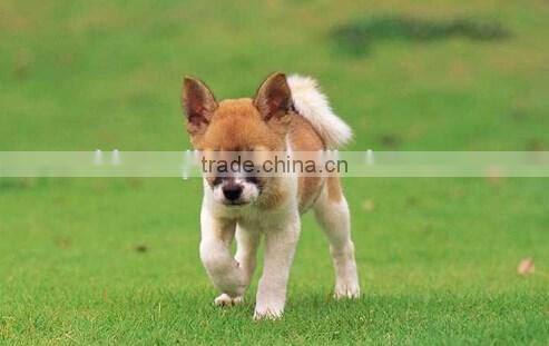 Cheap pet artificial grass turf carpet