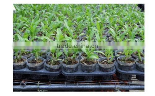 Top grade High-ranking cheap rice seedling tray