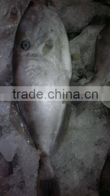Frozen Leather Jacket Fish Whole Round