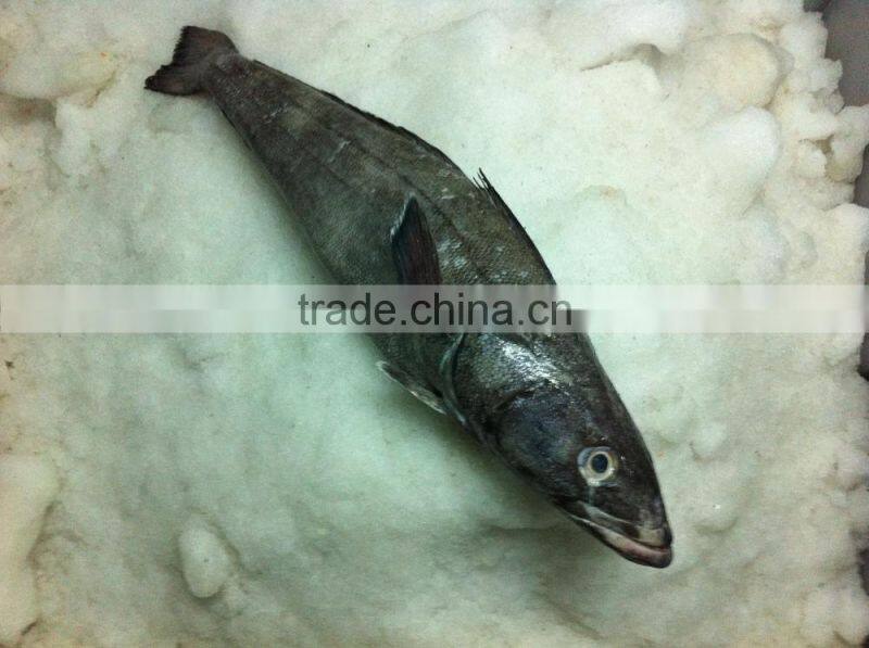 Patagonian Toothfish or Real Chilean Seabass