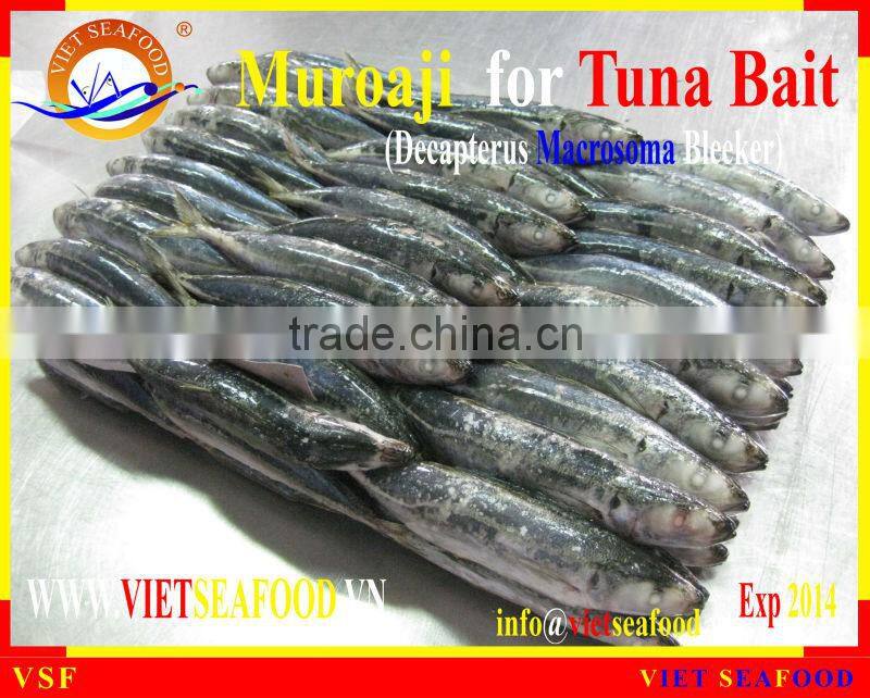 FROZEN MUROAJI FOR TUNA BAIT