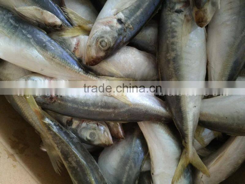 China frozen horse mackerel fish yellow tail fishing trawlers