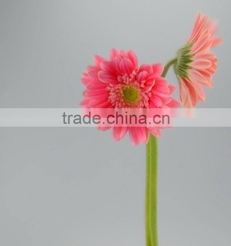 Fresh Honey gerbera plants with best prices