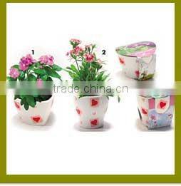 Specialized boxes for gifts DIY mini bonsai promotional gifts for teenagers , corporate anniversary gifts