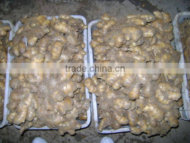 chinese ginger