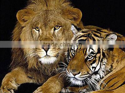The lion and tiger pattern cloth painting