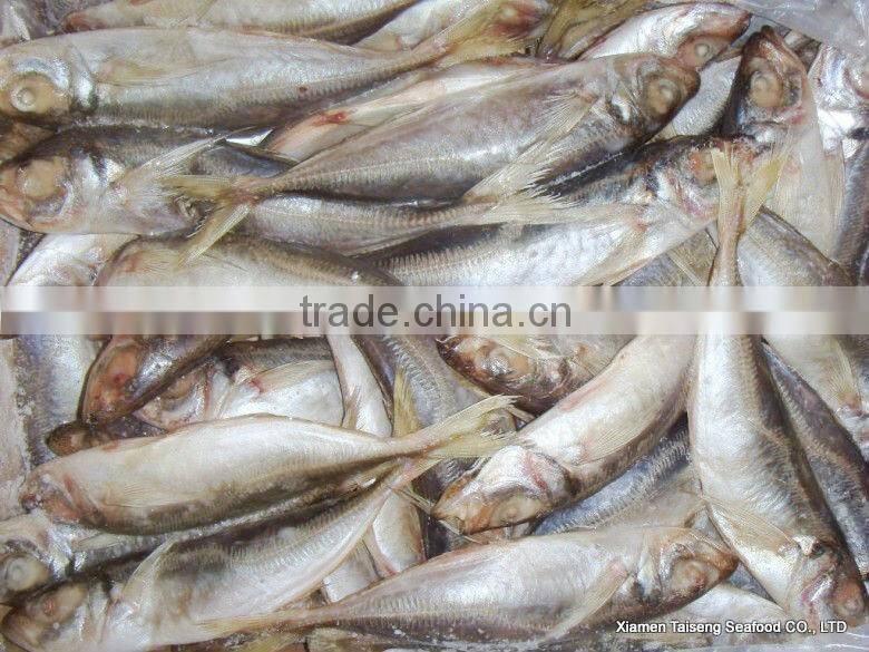Hot Sale Mackerel Fish 20CM + Frozen Horse Mackerel