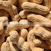 Raw Peanuts Inshell New Crop