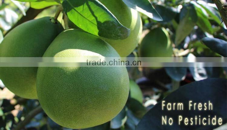 2015 fresh pomelo for sale