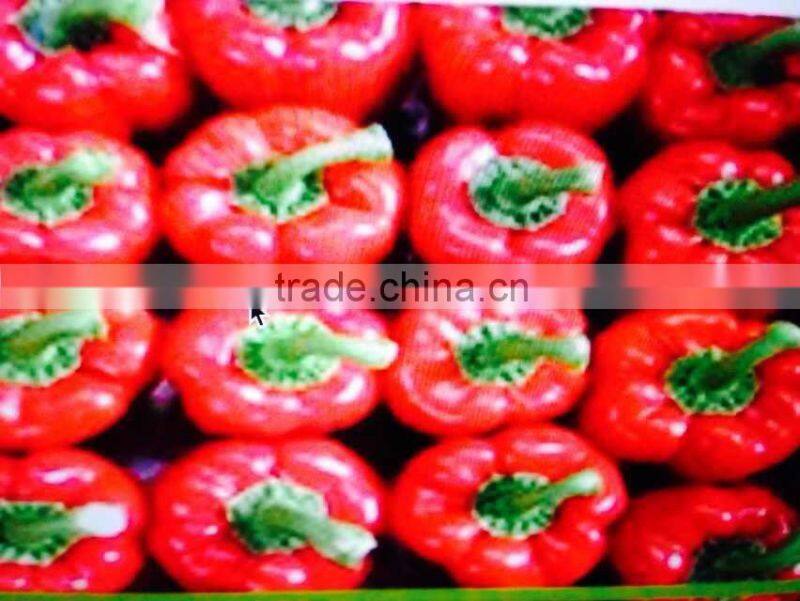 Hot sale sweet pepper/bell pepper/red bell pepper