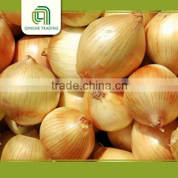 wholesale fresh yellow onion with good quality