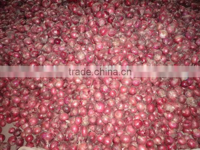 2014 Fresh pink Onion for sale