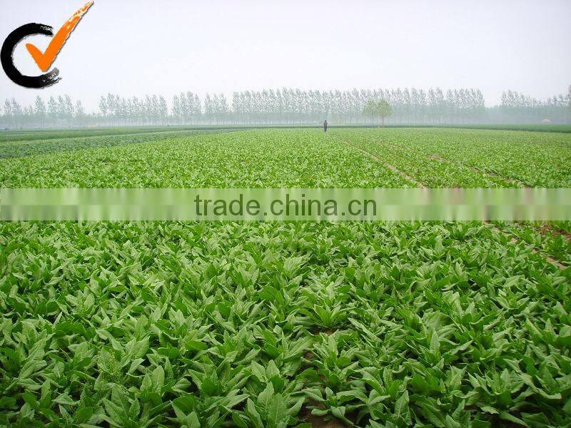 Dried ginger good quality