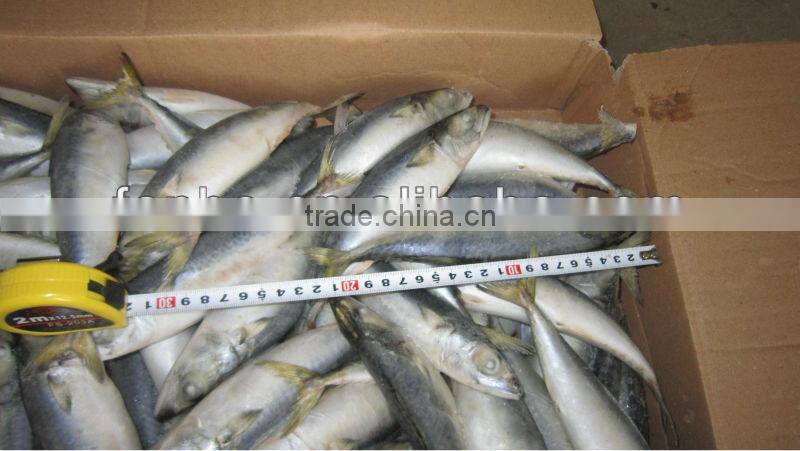 scomber japonicus 100-150g