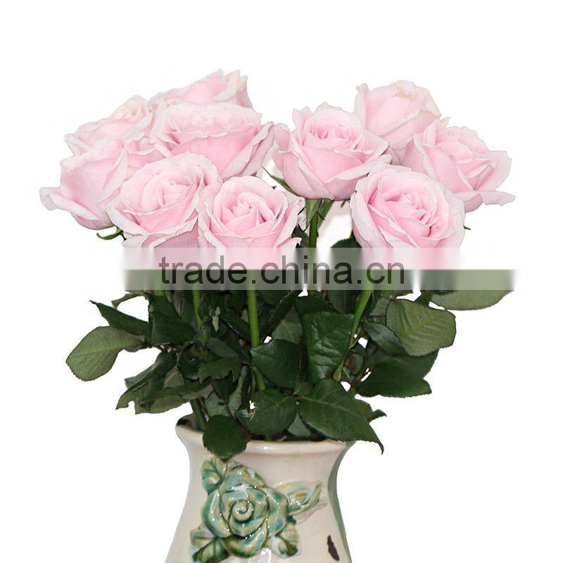 Supply fresh cut flower rose from flower base in Kingming