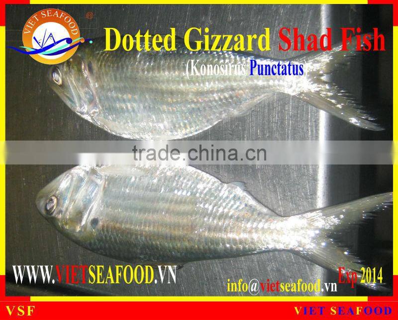 FROZEN W/R DOTTED GIZZARD SHAD FISH