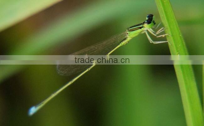 Massa Camera Filter 58mm +4 Close-up Filter For Digital Camera