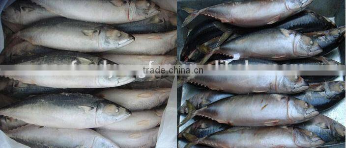 supply for 400-600g frozen mackerel seafood