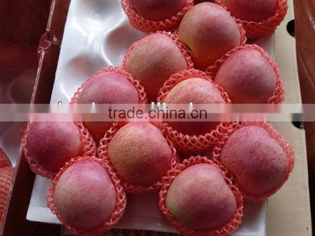Yantai Fresh fuji apple best price exporter in china