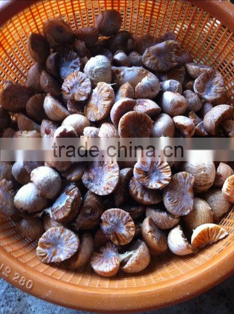 DRIED BETEL NUT (export.vilaconic(at))