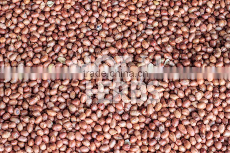Most Trusted Dealer Supplying Organic Raw Peanuts at Leading Market Rate