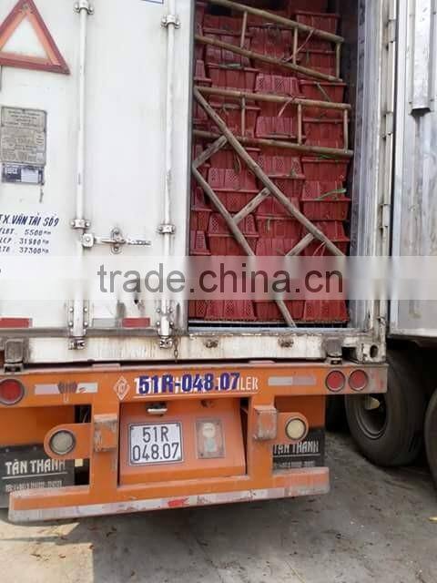 DALAT FRESH RED CHIILI