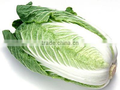 fresh cabbage