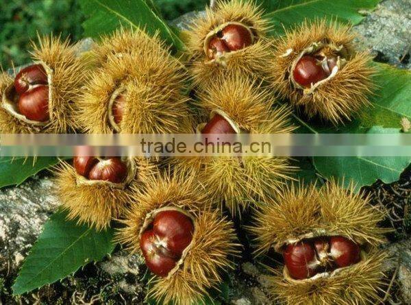 CHINA IQF chestnut