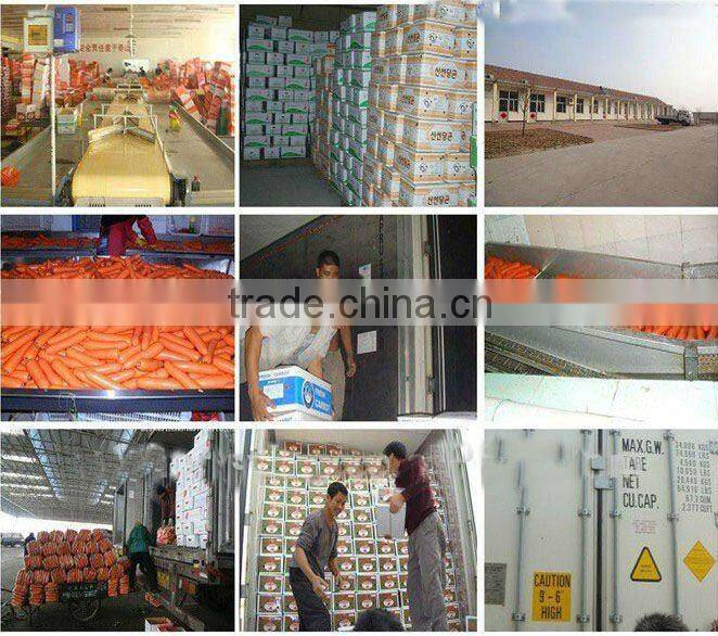 AD mixed vegetables for instant noodle food additive