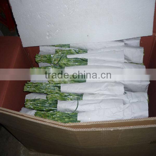 low price fresh carnation flower for wholesale