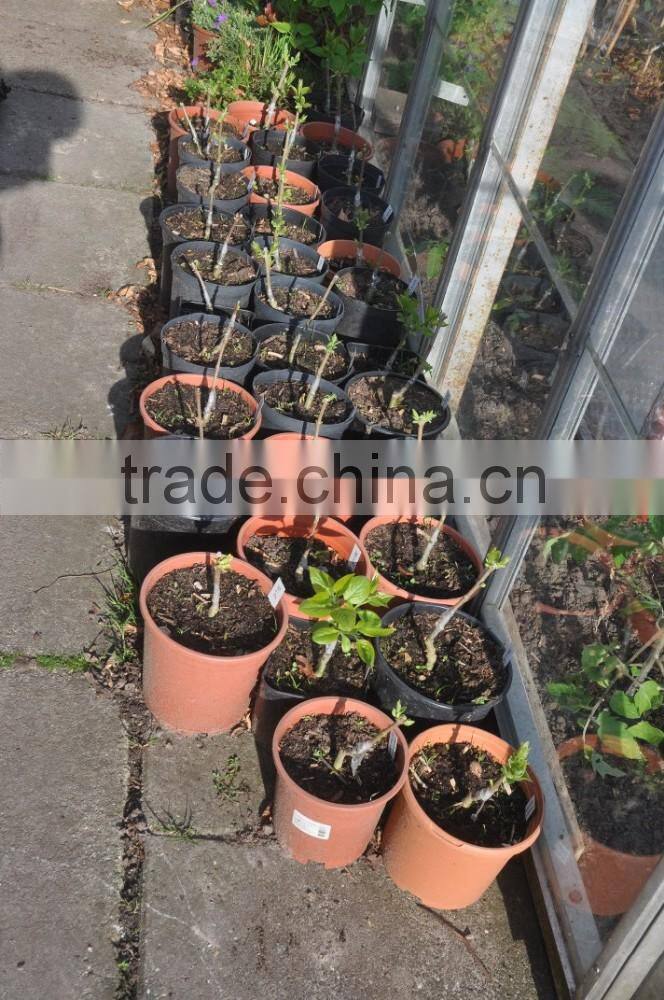 2015 omega grafting tool/grafting knife with three blades