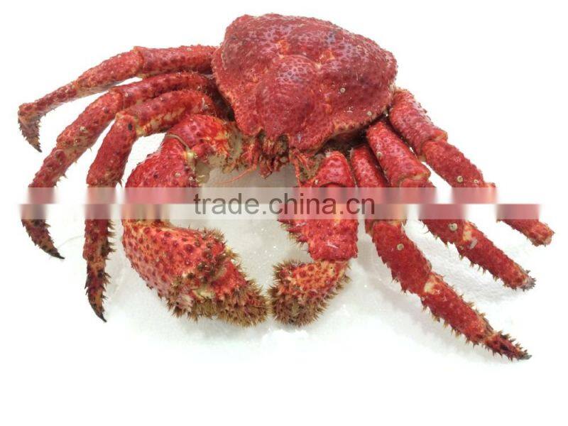 Hairy Snow Crab Antarctica