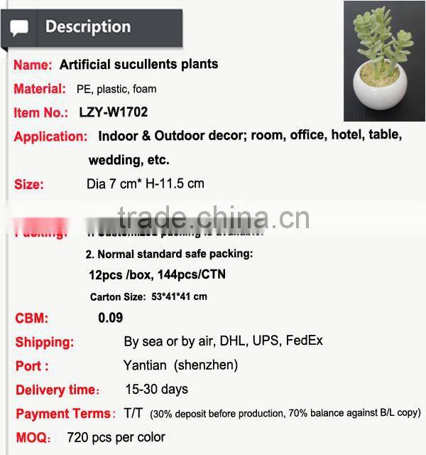 Cutest succulent plants wholesale mini tropical plants