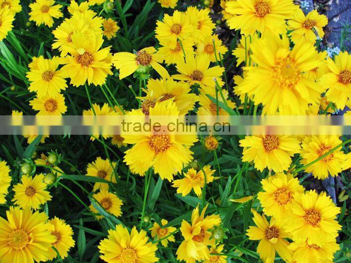 Coreopsis verticillata Linn. flower seeds,herb seeds,vegetalbe seed,fruit seed,grass seed