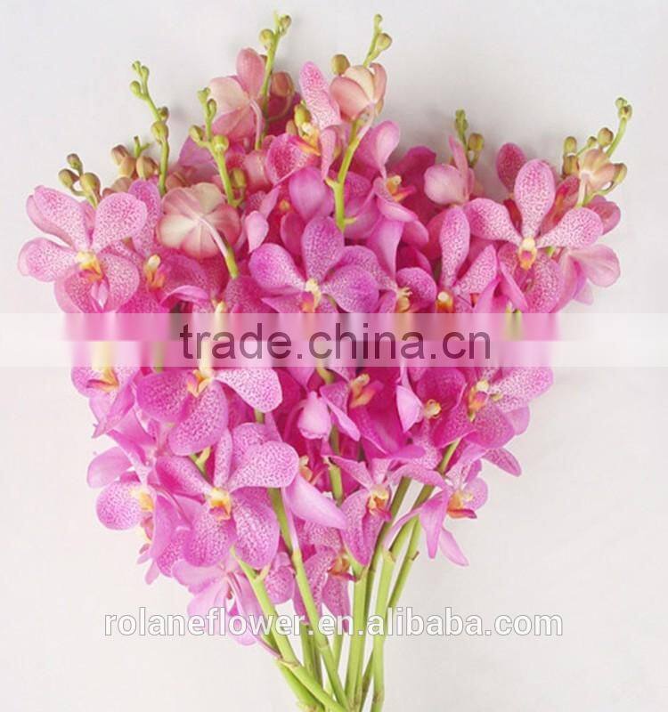 purple cattleya orchid plants export for wedding event decoration