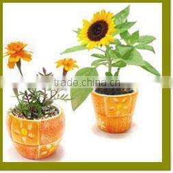 Specialized boxes for gifts DIY mini bonsai promotional gifts for teenagers , corporate anniversary gifts