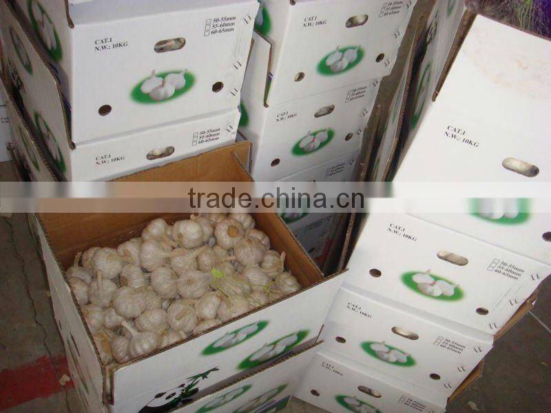 6.0cm Chinese jinxiang garlic 2015 crop pure white skin
