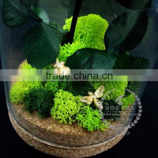 10x18cm The Little Prince red rose dry preserved flower glass dome home decoration table centerpiece indoor gardening 0120001