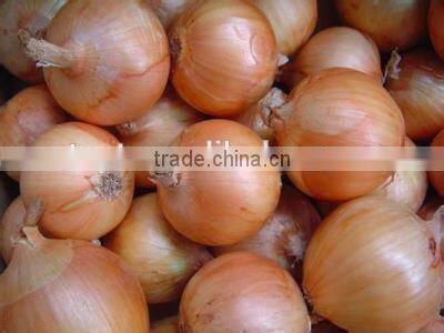 Export Quality Fresh Red Onion