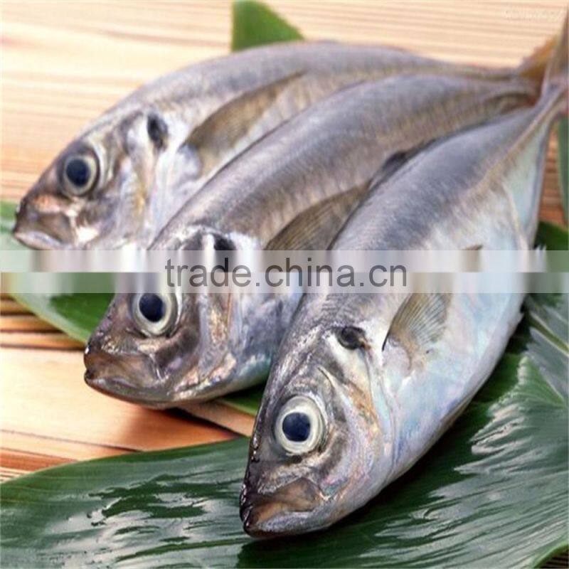 Best Canned Tuna Fish with Factory Price