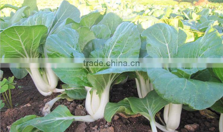 CC06 Black rose heat resistant f1 hybrid pakchoi seeds, chinese cabbage seeds