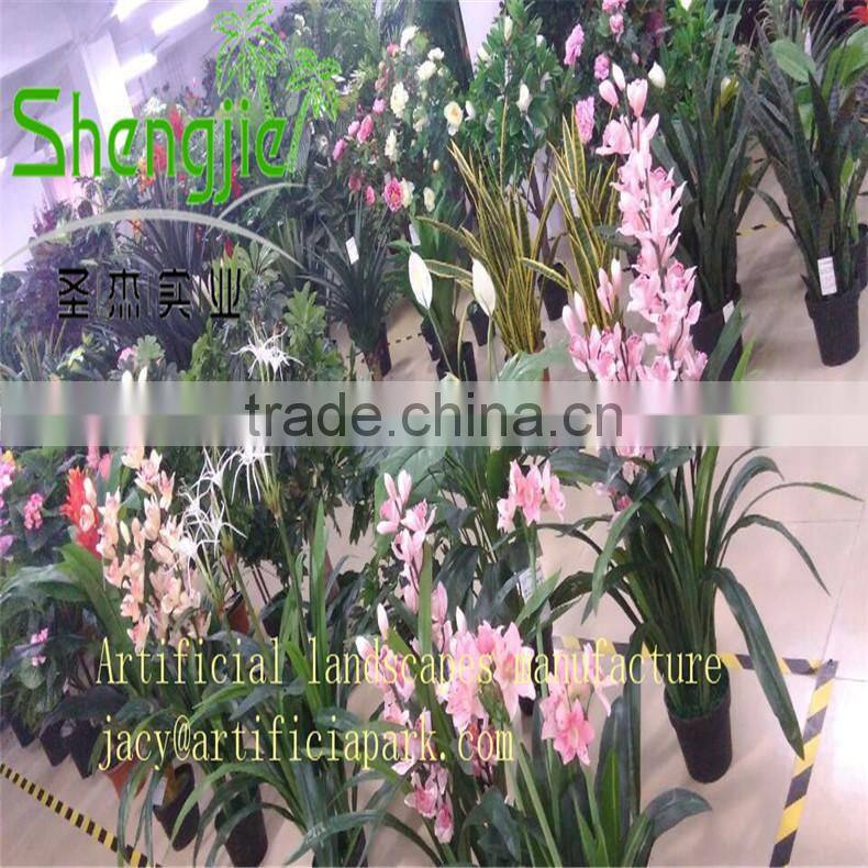 coconut trees pyrene