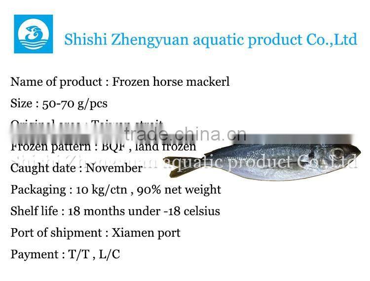 New caught BQF whole round / HGT horse mackerel from Zhengyuan aquatic