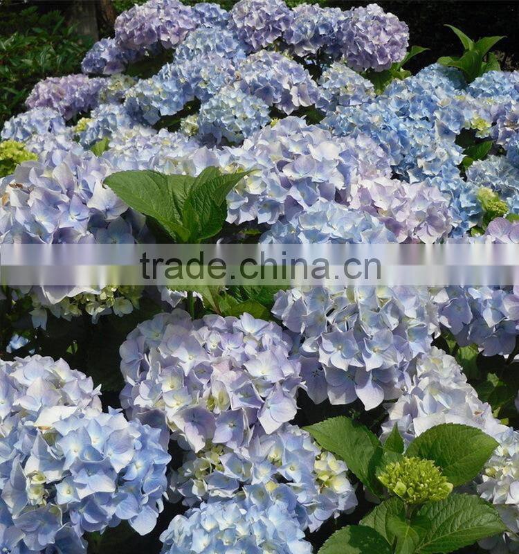 Good quality new arrival fresh cut flower hydrangea bouquet